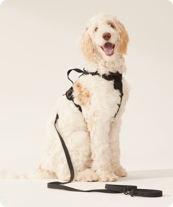Dog with a harness