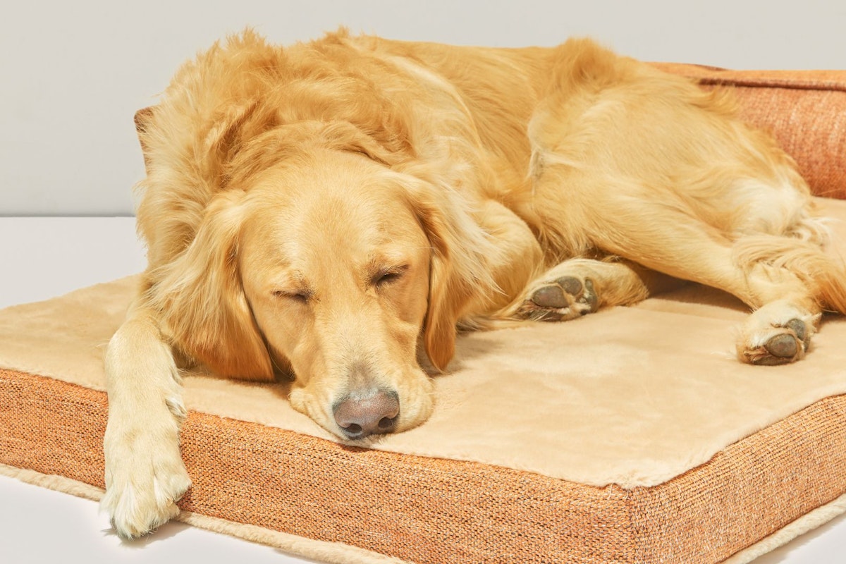 A golden retriever sleeping on a tan colored dog bed
