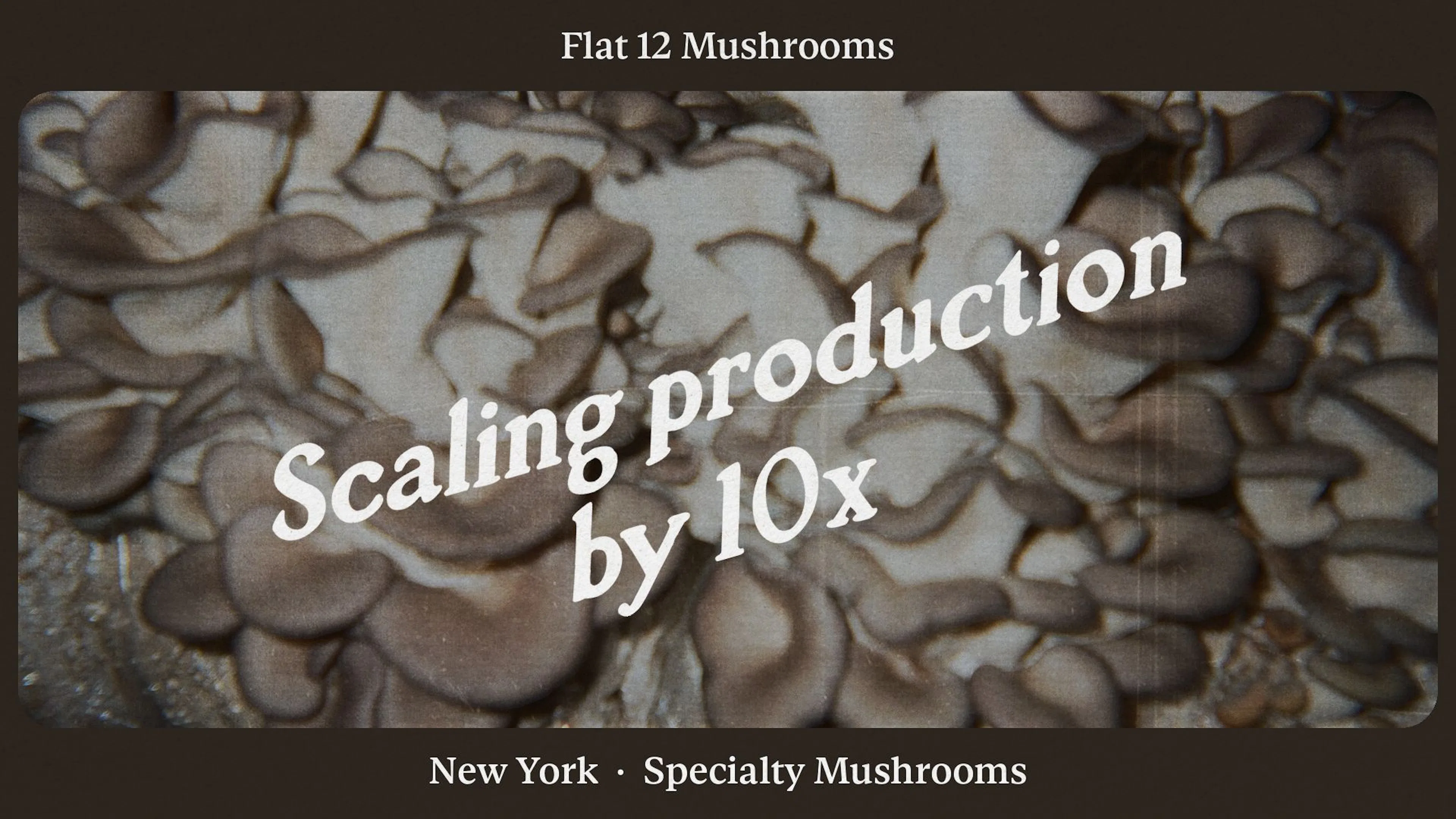 How Flat 12 Mushrooms scaled 10x by analyzing enterprise profitability
