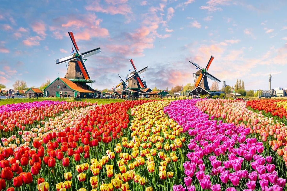 Blog | Should You Expand Your Netherlands-Based Company Globally? | Preview