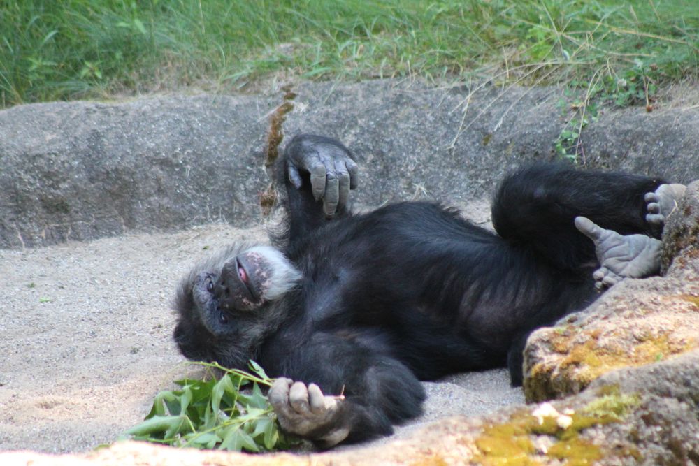 Logo for John Ball Zoo